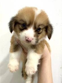 Corgi long haired A quality mka and microchip