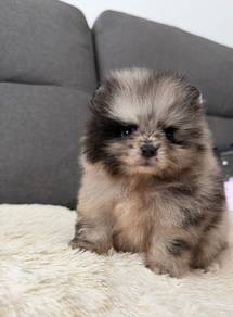 PPP222 Little cute Pomeranian Merle haired puppy