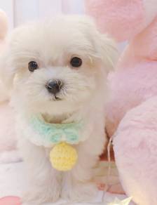 Maltese