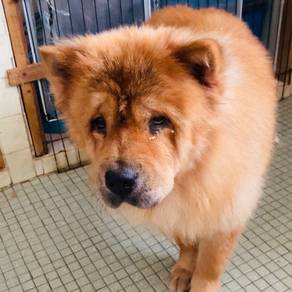 A pair of adult ChowChow