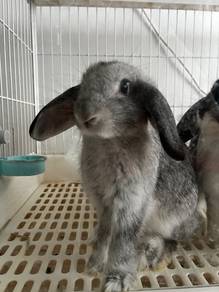 Holland Lop