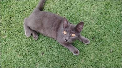anak kucing untuk direhome
