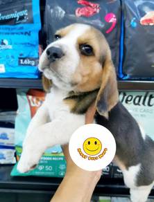 QQ6000 Beagle little sweetheart puppy dog
