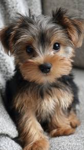 Waggy Silkese Long Hair Small Puppy Dog