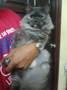 kucing betina baka domestic long hair utk letgo