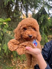 poodle 