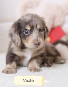 MINIATURE DACHSHUND Puppies D168 PREMIUM Quality