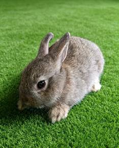 Arnab Netherland dwarf Nd 