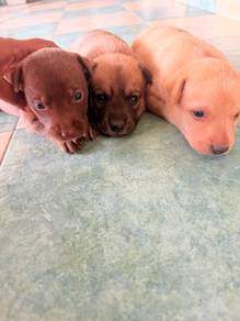 Puppy for Adoption