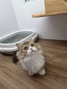 Imported Minuet short leg available 