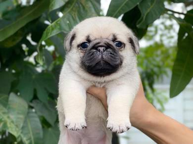 Pug
