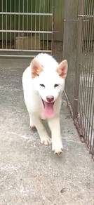 Shiba inu cream for rehome