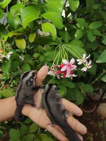 Sugar Glider 