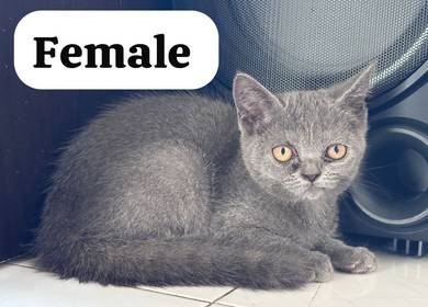 British Shorthair Kitten