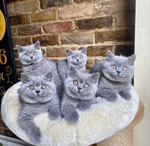 British lilac & blue