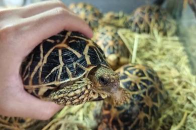 Star Tortoise