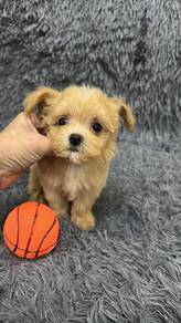 马尔泰女
Maltipoo 
Father maltese
Mother red poodle
Fe