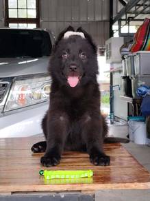 Black german sperherd