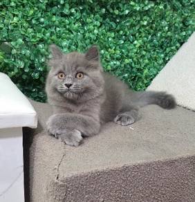 British Longhair Female Kitten 