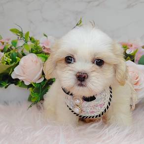 Shih Tzu