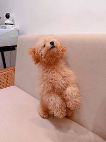 maltipoo