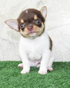 CHIHUAHUA PUPPIES VIP15🌷Head Apple Cute Dog