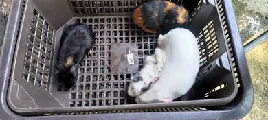 guinea pig 