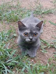 kucing/cat BSH 
