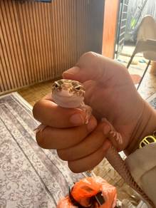 cicak gecko