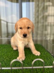 Labrador retriever puppies s