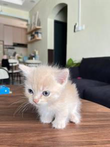 BSH Munchkin Supershort