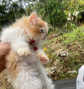 kitten exotic for rehome