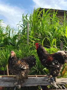 Induk Ayam Brahma Black Porcelain