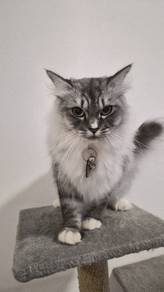 Female Maine Coon Munchkin