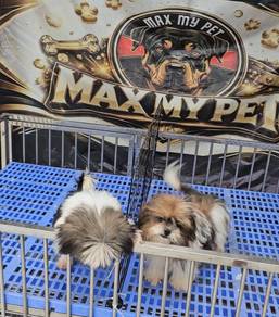 Shih tzu