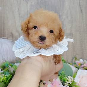 Poodle