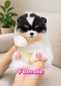 Pomeranian Panda Color Female Puppy