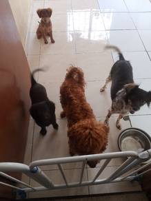 Pets boarding 