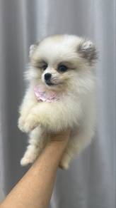 Female Parti Color Pomeranian Puppy Ff