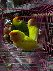Burung Lovebird Matang
