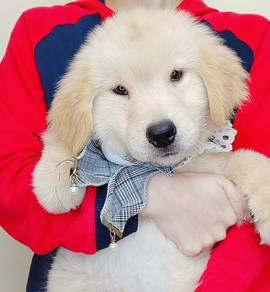 Golden Retriever