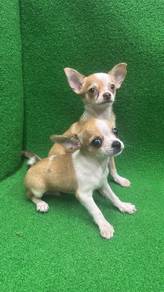 2 Smooth Coat Chihuahua (Male) 