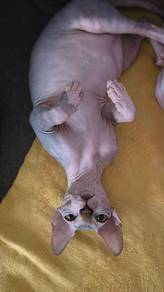 sphynx cat 