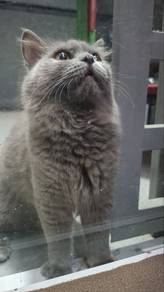 BSH long hair