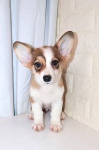 J0627 Cute Fluffy Corgi Puppy Short Legs Big Ears