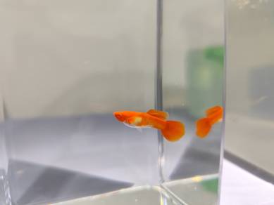 Guppy Albino Red Koi Blue Dragon Gold 