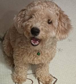 Dog Cooper 
