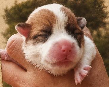 corgi