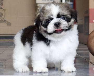 SHIH TZU PUPPIES A321 🌻 Small Dog Fluffy