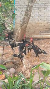 ayam sabung ibu pama bapak batang